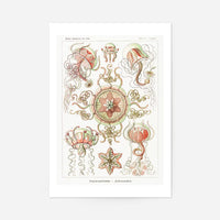 Jellyfish Trachomedusae Vintage Illustration Print