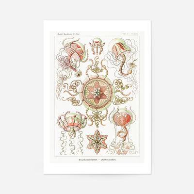 Jellyfish Trachomedusae Vintage Illustration Print