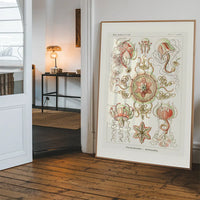 Jellyfish Trachomedusae Vintage Illustration Print
