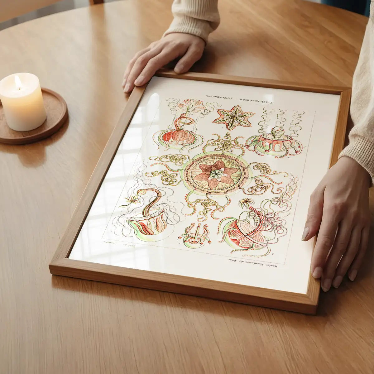 Jellyfish Trachomedusae Vintage Illustration Print