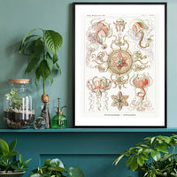 Jellyfish Trachomedusae Vintage Illustration Print