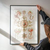 Jellyfish Trachomedusae Vintage Illustration Print