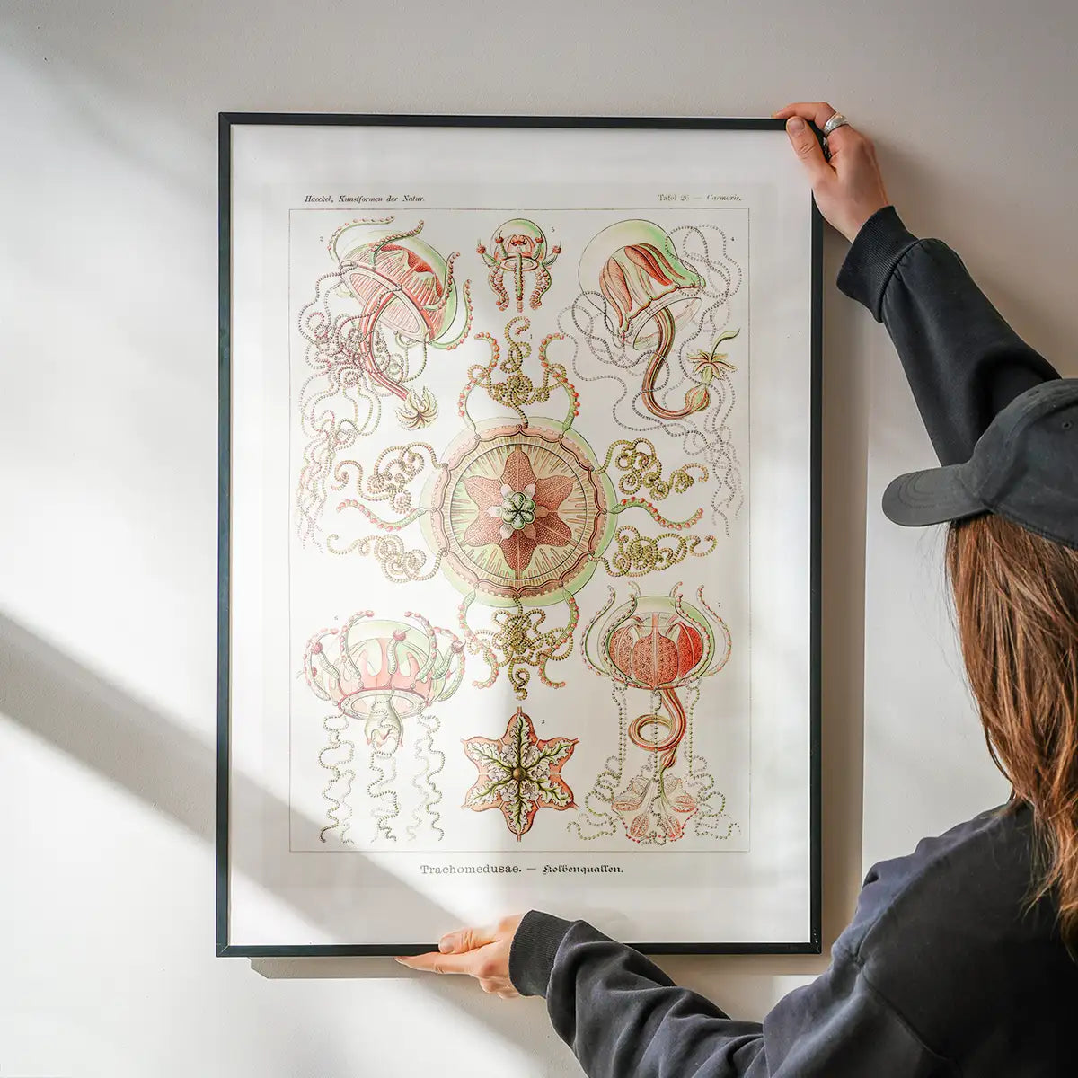Jellyfish Trachomedusae Vintage Illustration Print