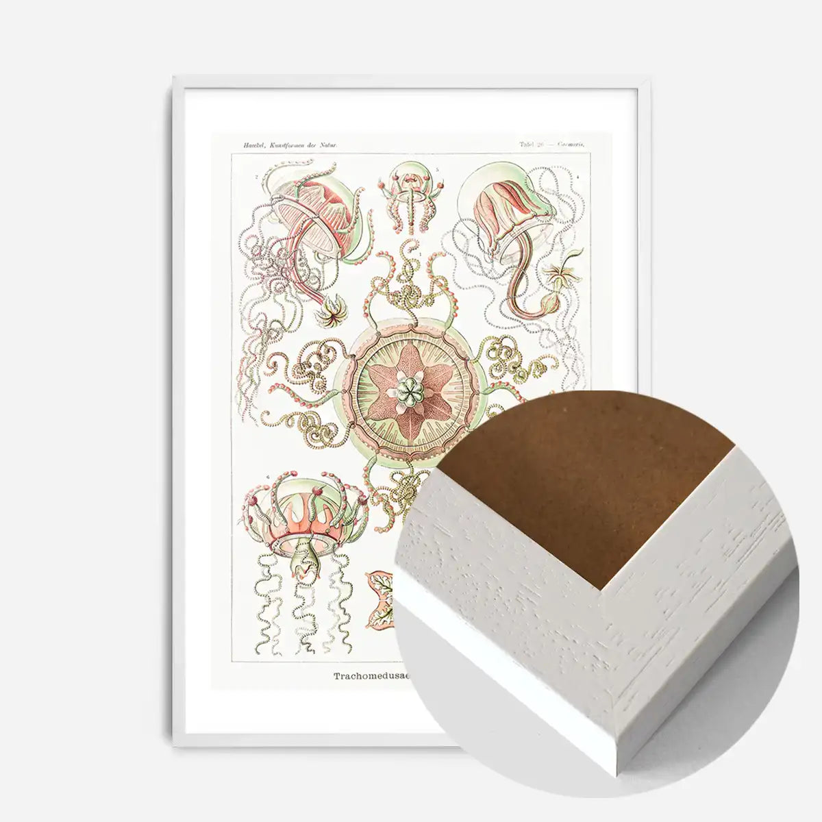 Jellyfish Trachomedusae Vintage Illustration Print