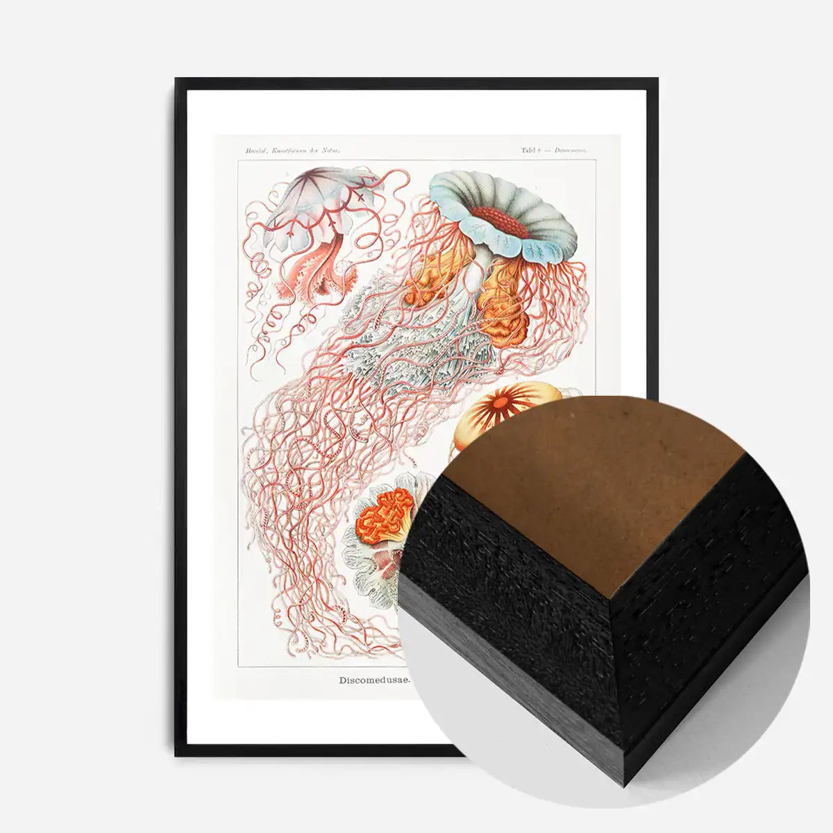 Jellyfish Illustration Vintage Print
