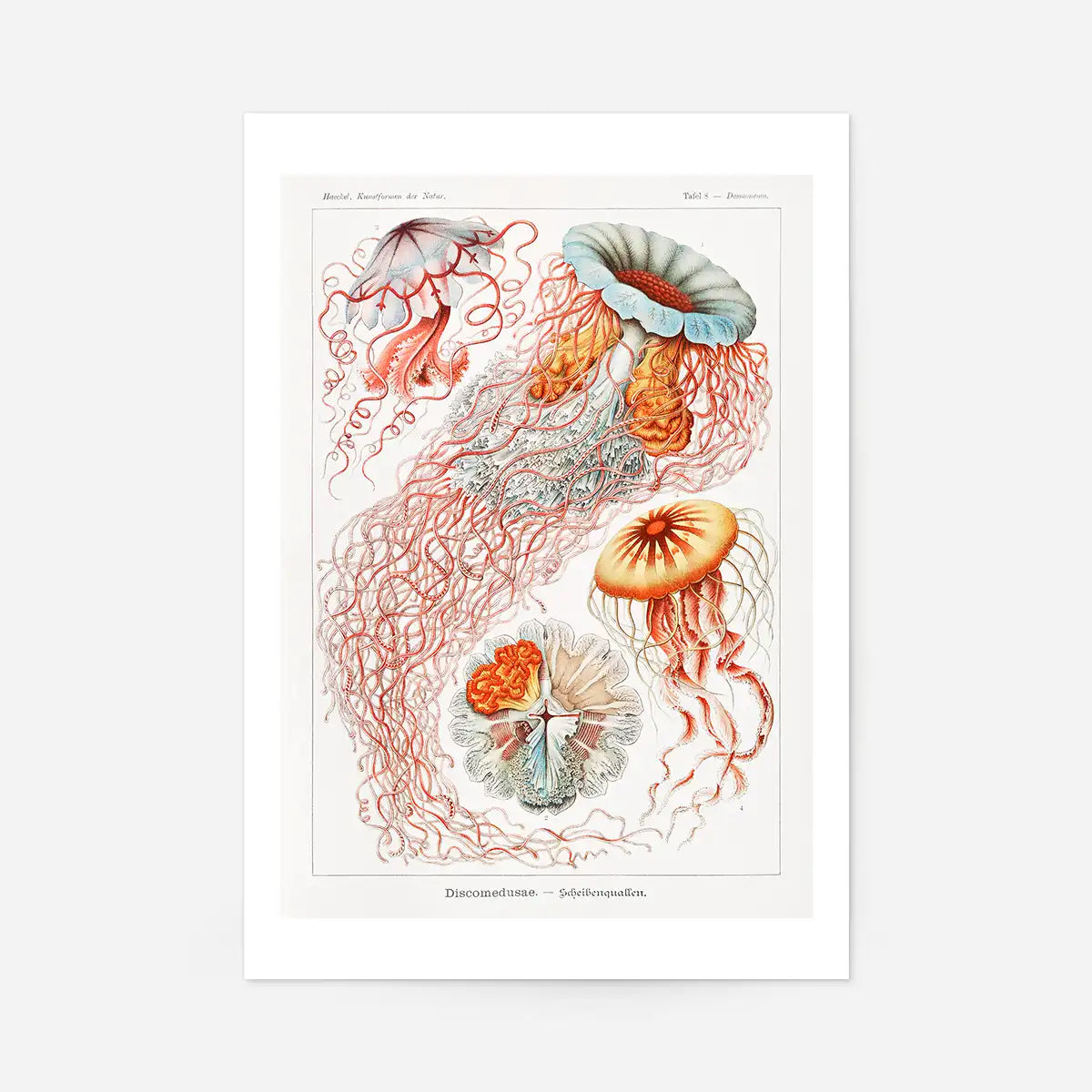 Jellyfish Illustration Vintage Print