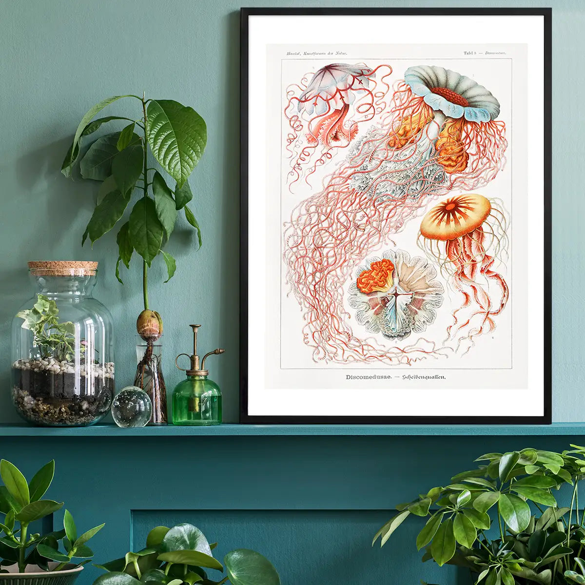 Jellyfish Illustration Vintage Print