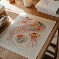 Jellyfish Illustration Vintage Print