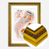 Jellyfish Illustration Vintage Print