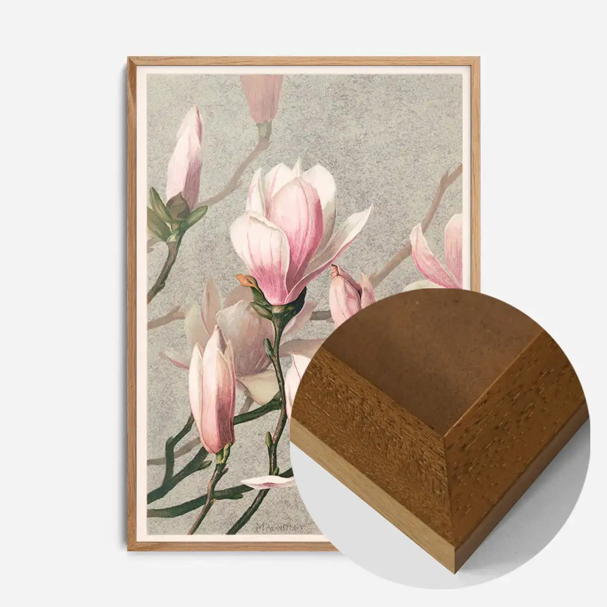 Magnolia by l Prang Flower Print