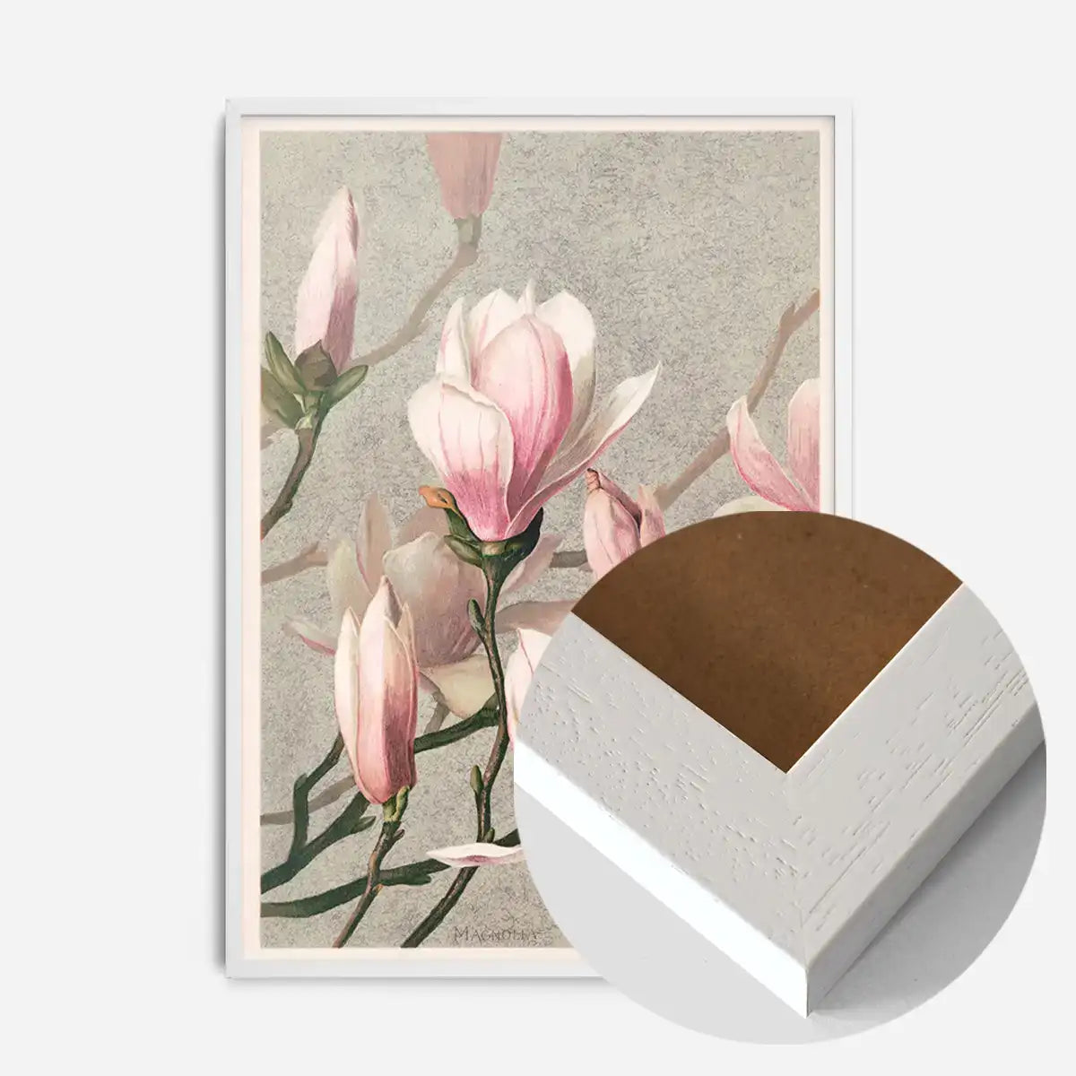 Magnolia by l Prang Flower Print