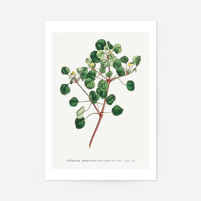 Manchineel Berry Botanical Print