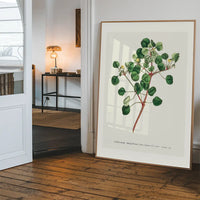 Manchineel Berry Botanical Print
