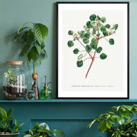 Manchineel Berry Botanical Print