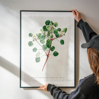 Manchineel Berry Botanical Print
