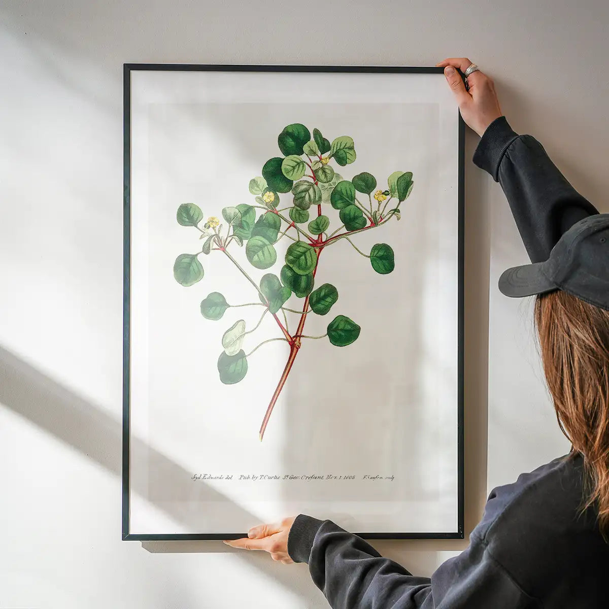 Manchineel Berry Botanical Print