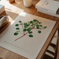Manchineel Berry Botanical Print