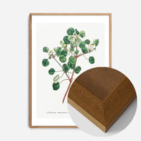 Manchineel Berry Botanical Print