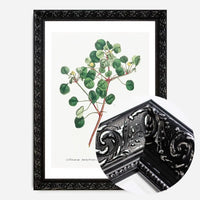 Manchineel Berry Botanical Print