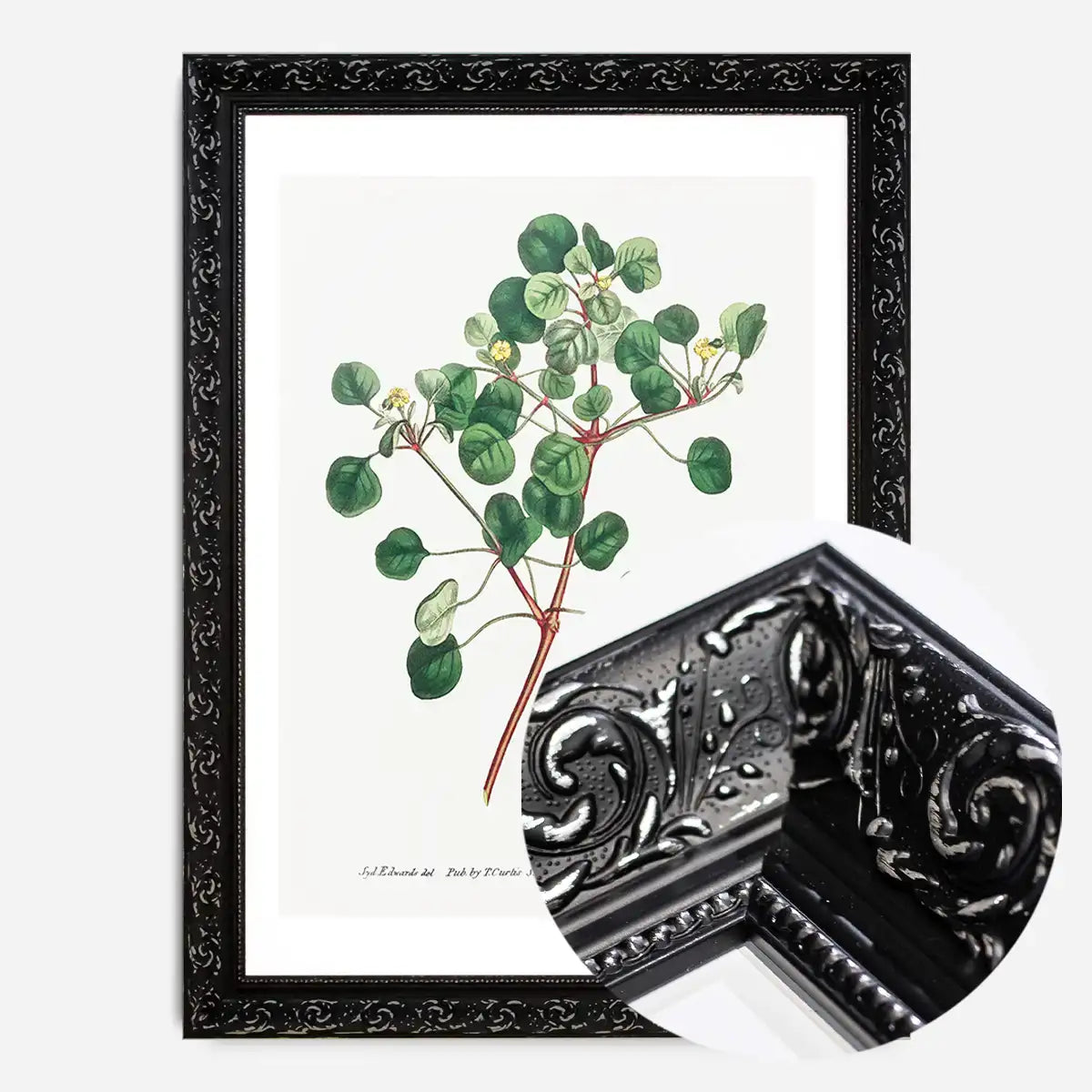 Manchineel Berry Botanical Print