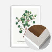 Manchineel Berry Botanical Print