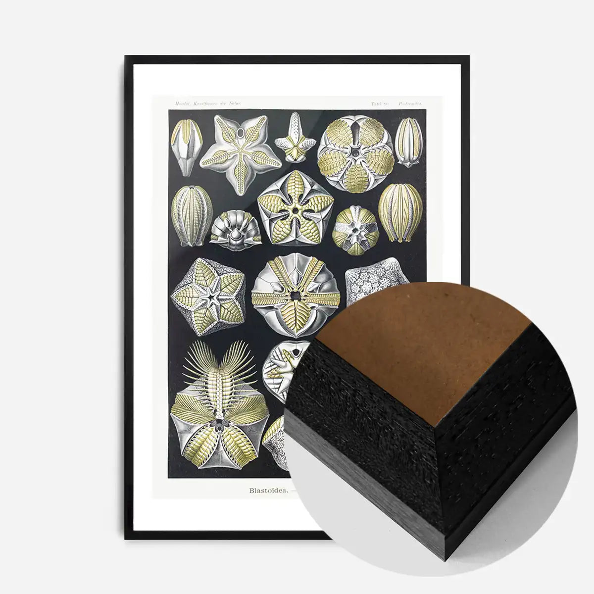 Silver & Gold Marine Animals Vintage Illustration Print