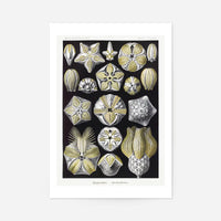 Silver & Gold Marine Animals Vintage Illustration Print