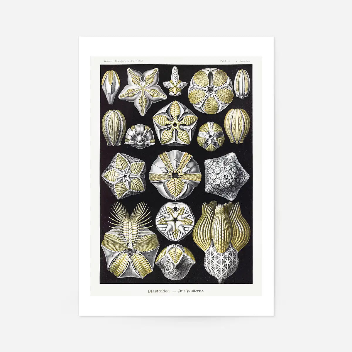 Silver & Gold Marine Animals Vintage Illustration Print