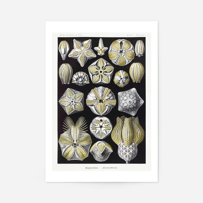 Silver & Gold Marine Animals Vintage Illustration Print