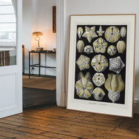Silver & Gold Marine Animals Vintage Illustration Print