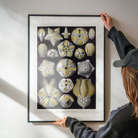 Silver & Gold Marine Animals Vintage Illustration Print