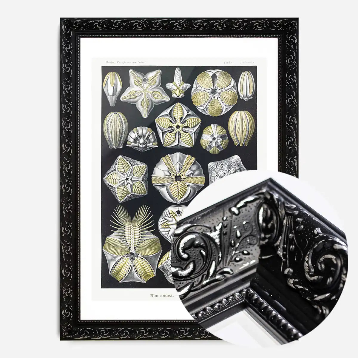 Silver & Gold Marine Animals Vintage Illustration Print