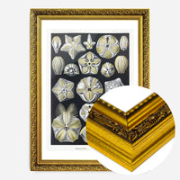 Silver & Gold Marine Animals Vintage Illustration Print