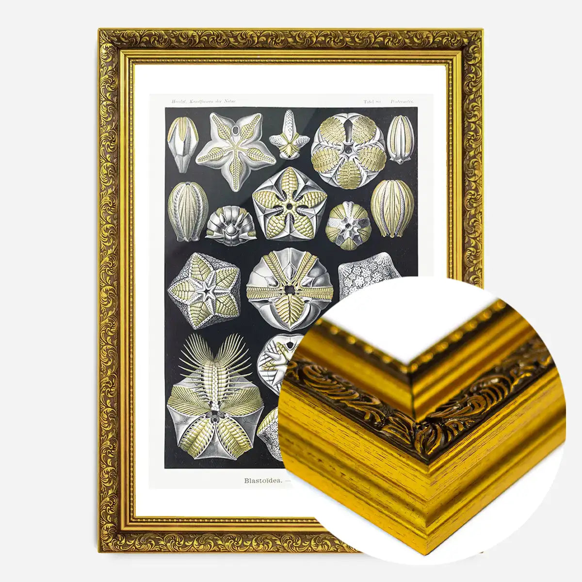Silver & Gold Marine Animals Vintage Illustration Print