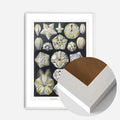White Wood Frame
