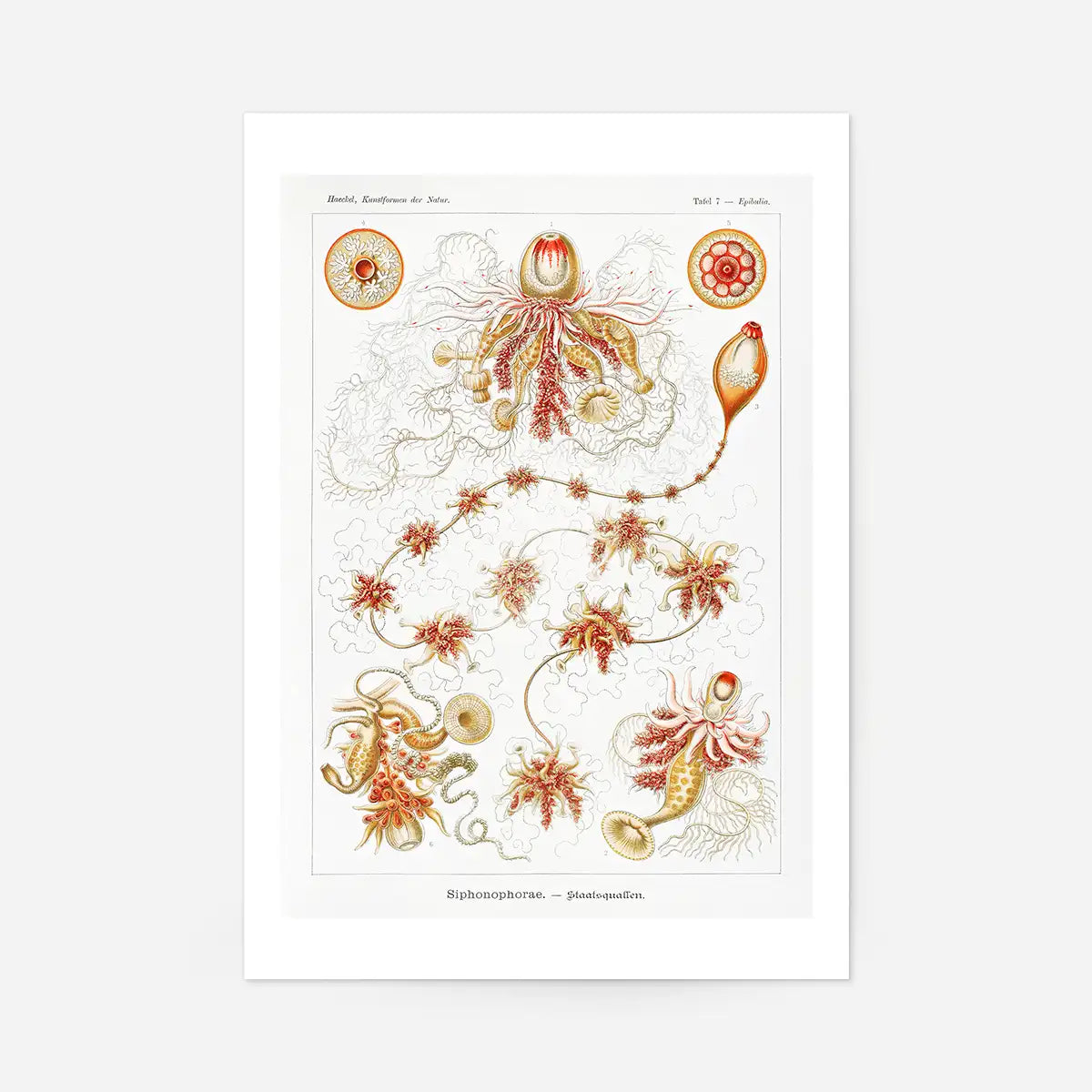 Marine Invertebrates Antique Illustration Print