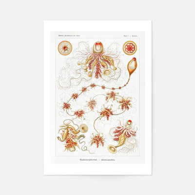 Marine Invertebrates Antique Illustration Print