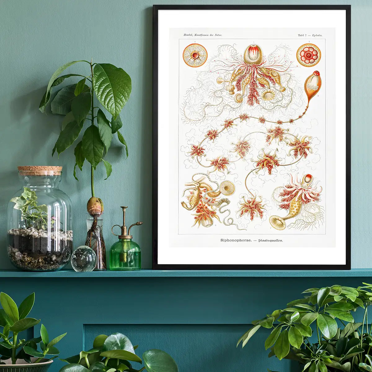 Marine Invertebrates Antique Illustration Print