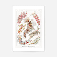 Marine Mollusks Antique Illustration Print