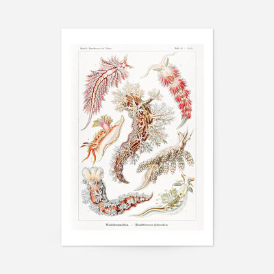 Marine Mollusks Antique Illustration Print