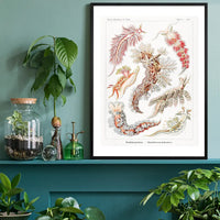 Marine Mollusks Antique Illustration Print