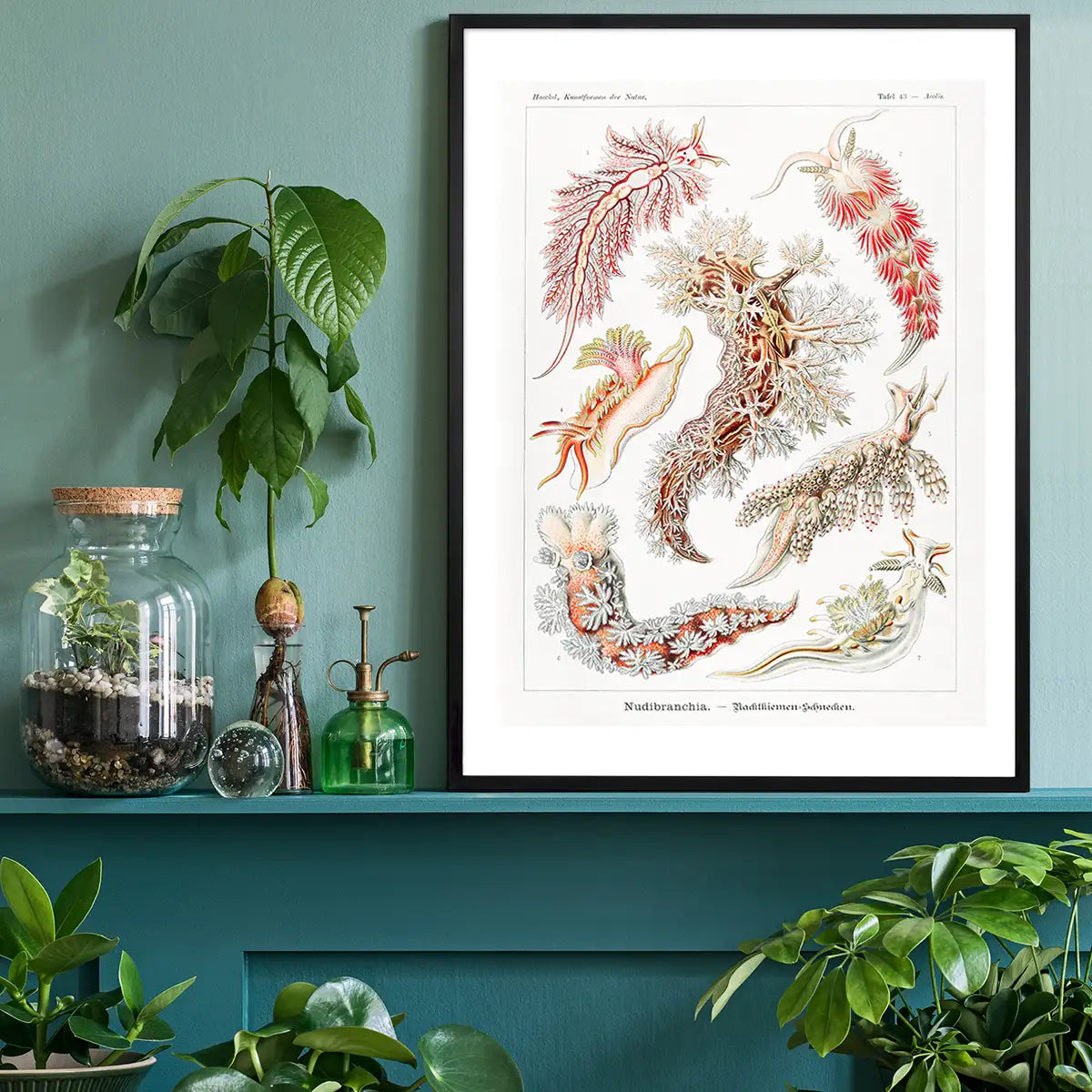 Marine Mollusks Antique Illustration Print