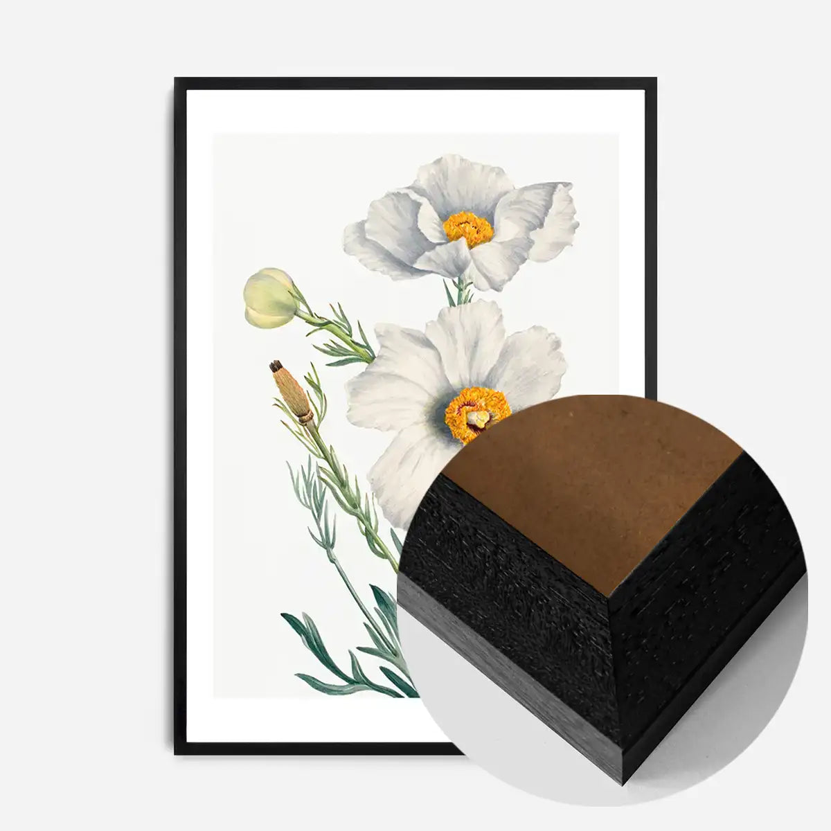 Matilija Poppy Flower Illustration Print
