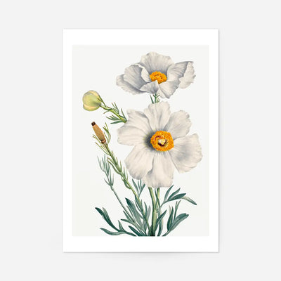 Matilija Poppy Flower Illustration Print