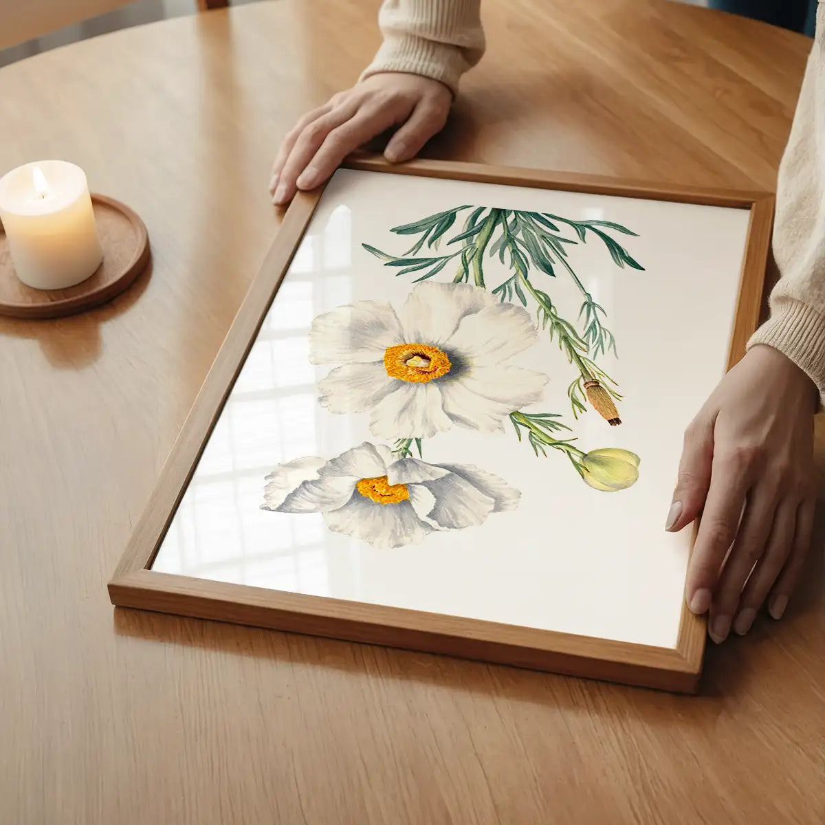 Matilija Poppy Flower Illustration Print
