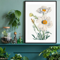Matilija Poppy Flower Illustration Print