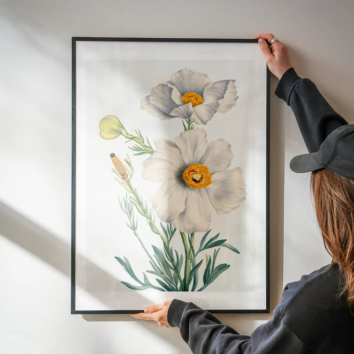 Matilija Poppy Flower Illustration Print