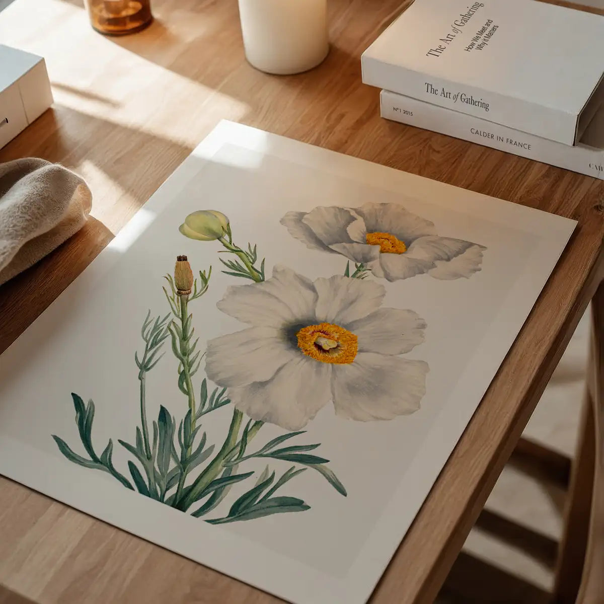 Matilija Poppy Flower Illustration Print