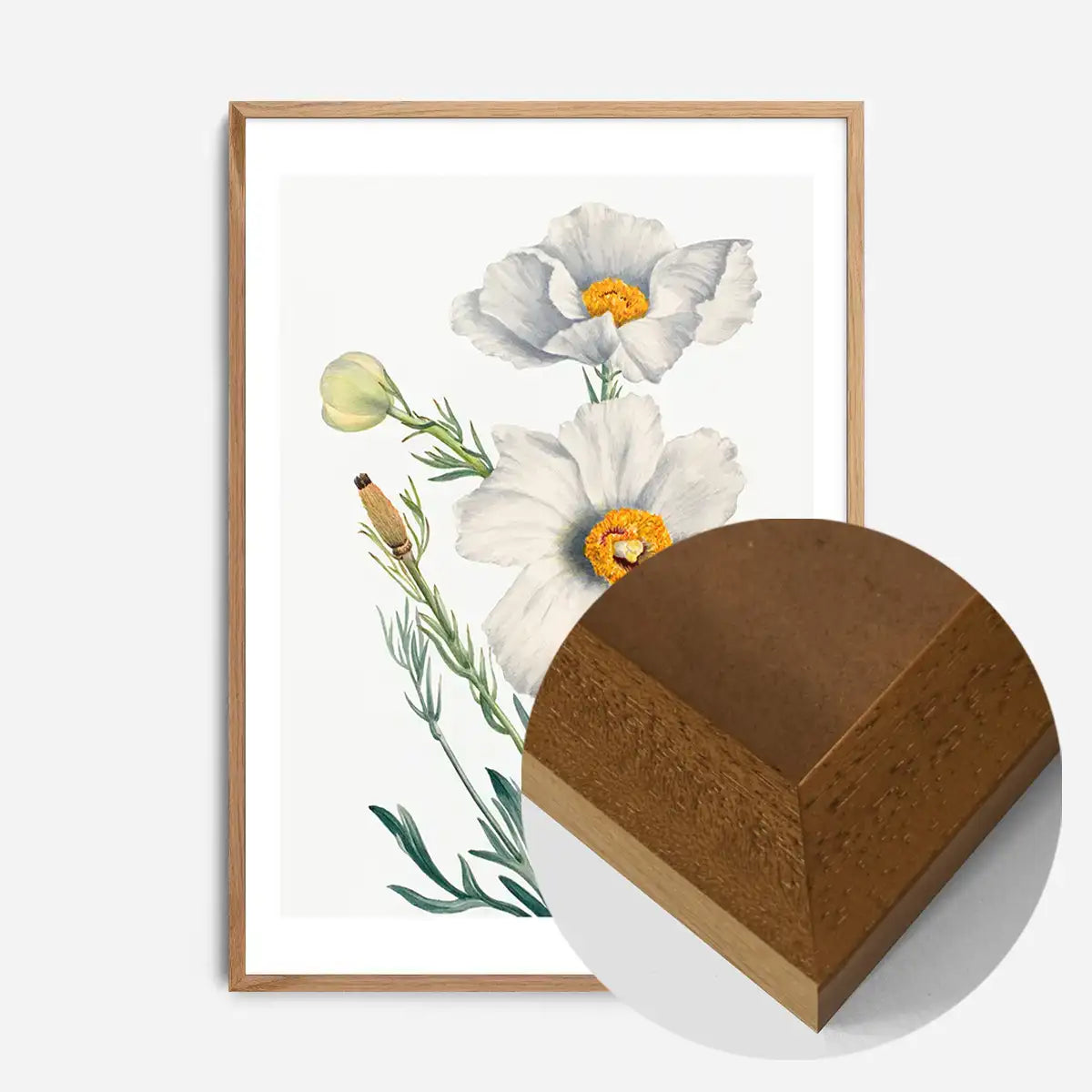Matilija Poppy Flower Illustration Print