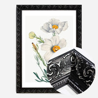 Matilija Poppy Flower Illustration Print